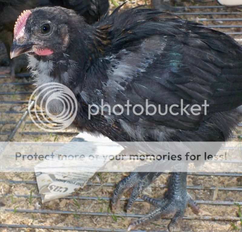BlkRooslowfeather.jpg