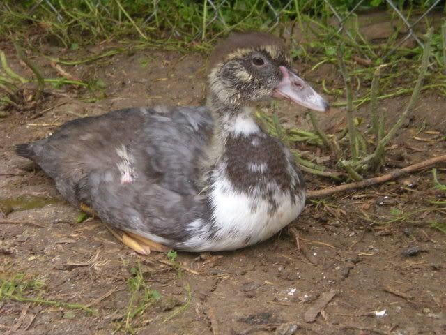 Ducks006.jpg