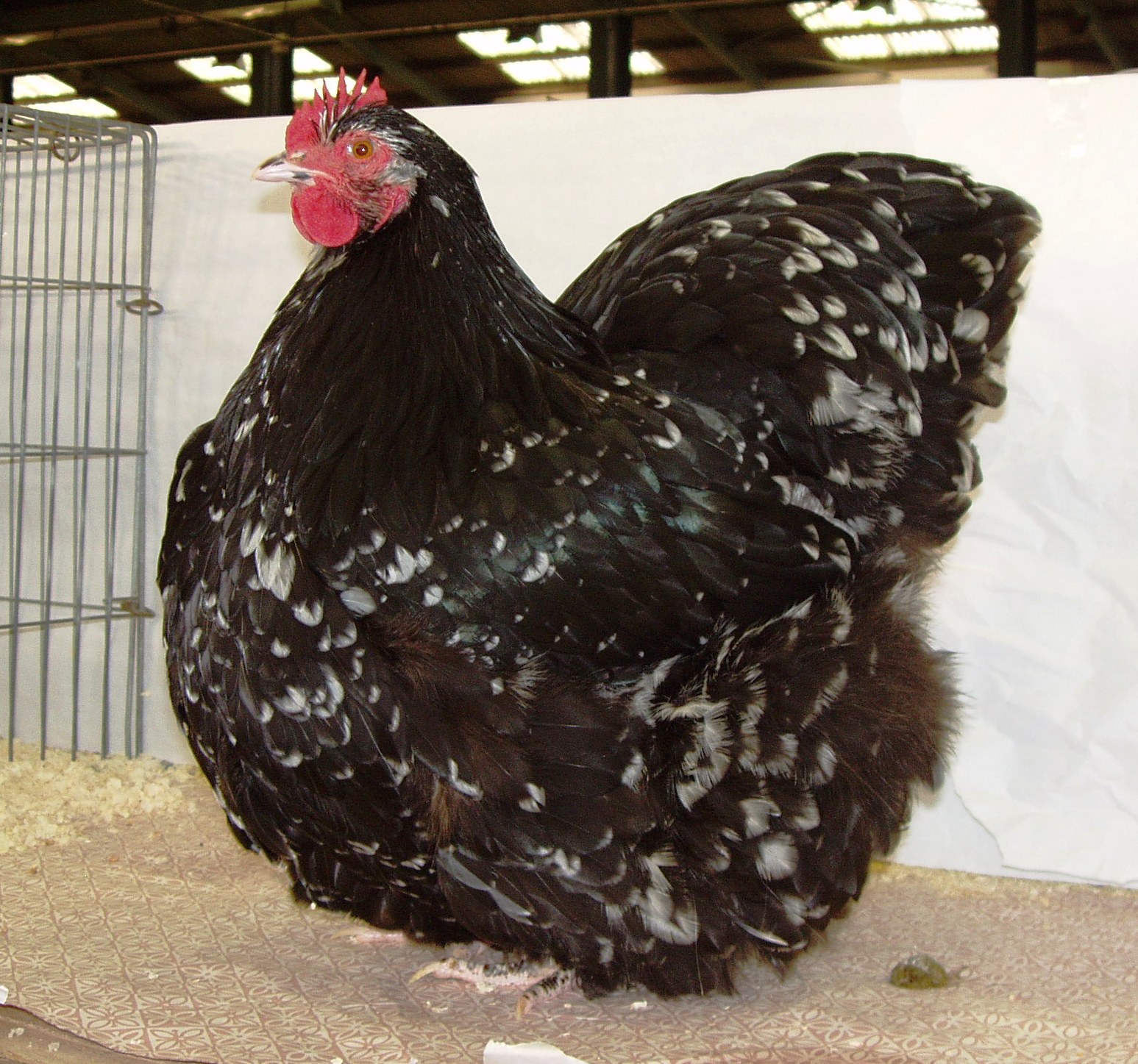 Large_Spangled_Female.JPG