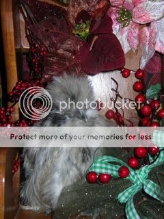 christmaschicks054.jpg
