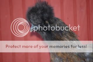 August2009Chickens009.jpg