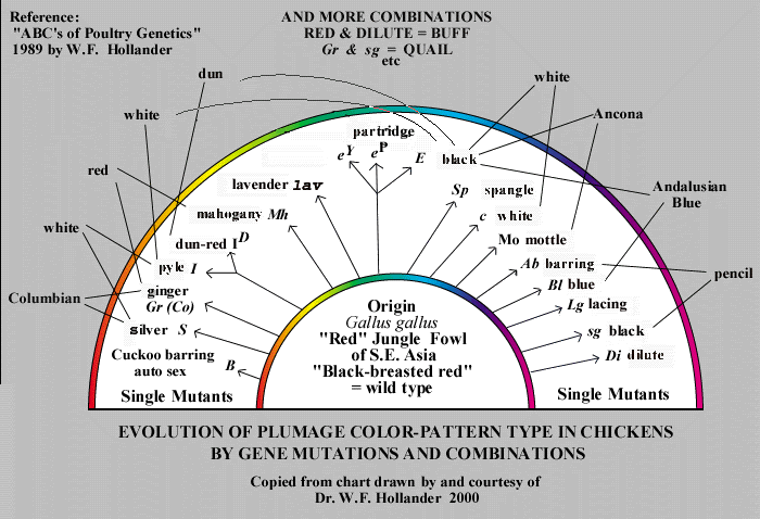 pic_chicken_color_genetic.gif