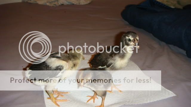 featherfeet010.jpg