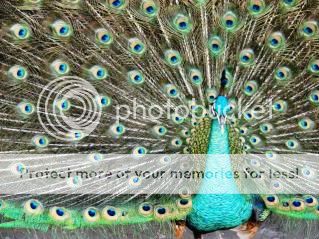 Peacock.jpg