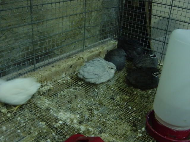 DSC03800.jpg