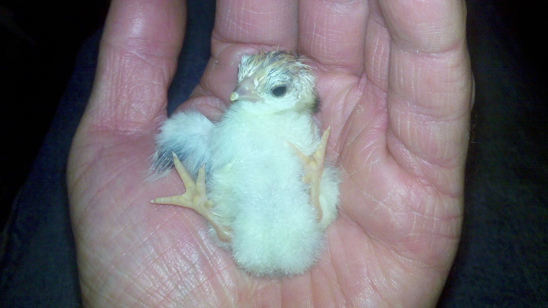 2011-11-10_02-37-05_884.jpg