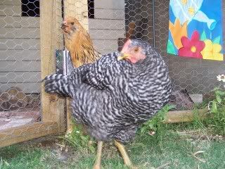 PictureChickens036.jpg