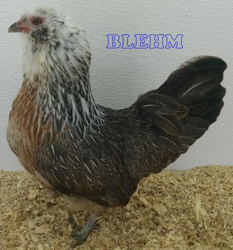 ameraucana%20bantam%20silver%20female.jpg