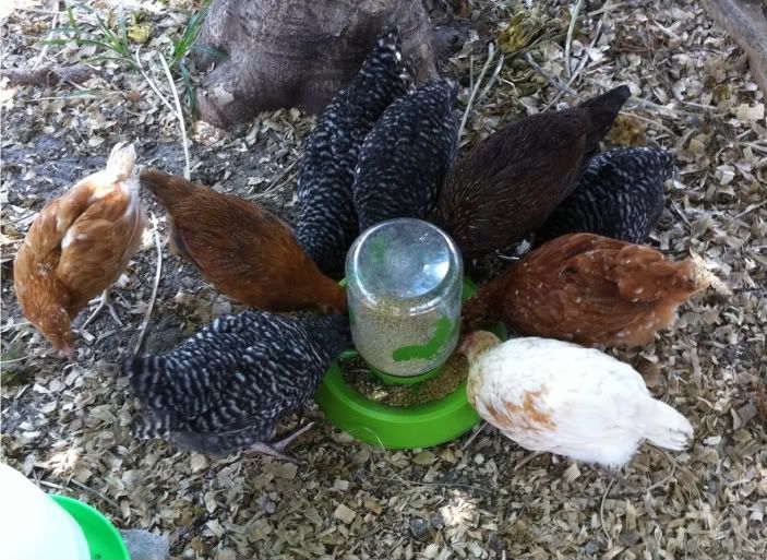 chickgroup.jpg