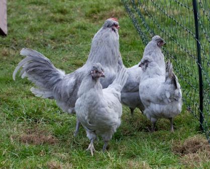 265x265px-LS-b17a77ed_2032284046_Araucana.jpeg