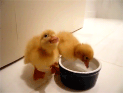tumblr_n6btjreI011stmjkwo1_250.gif