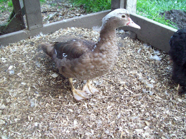 100_4064.JPG