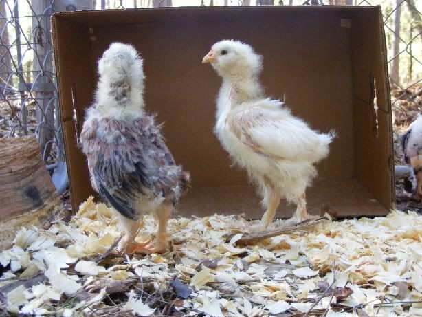 Chicks101809014.jpg