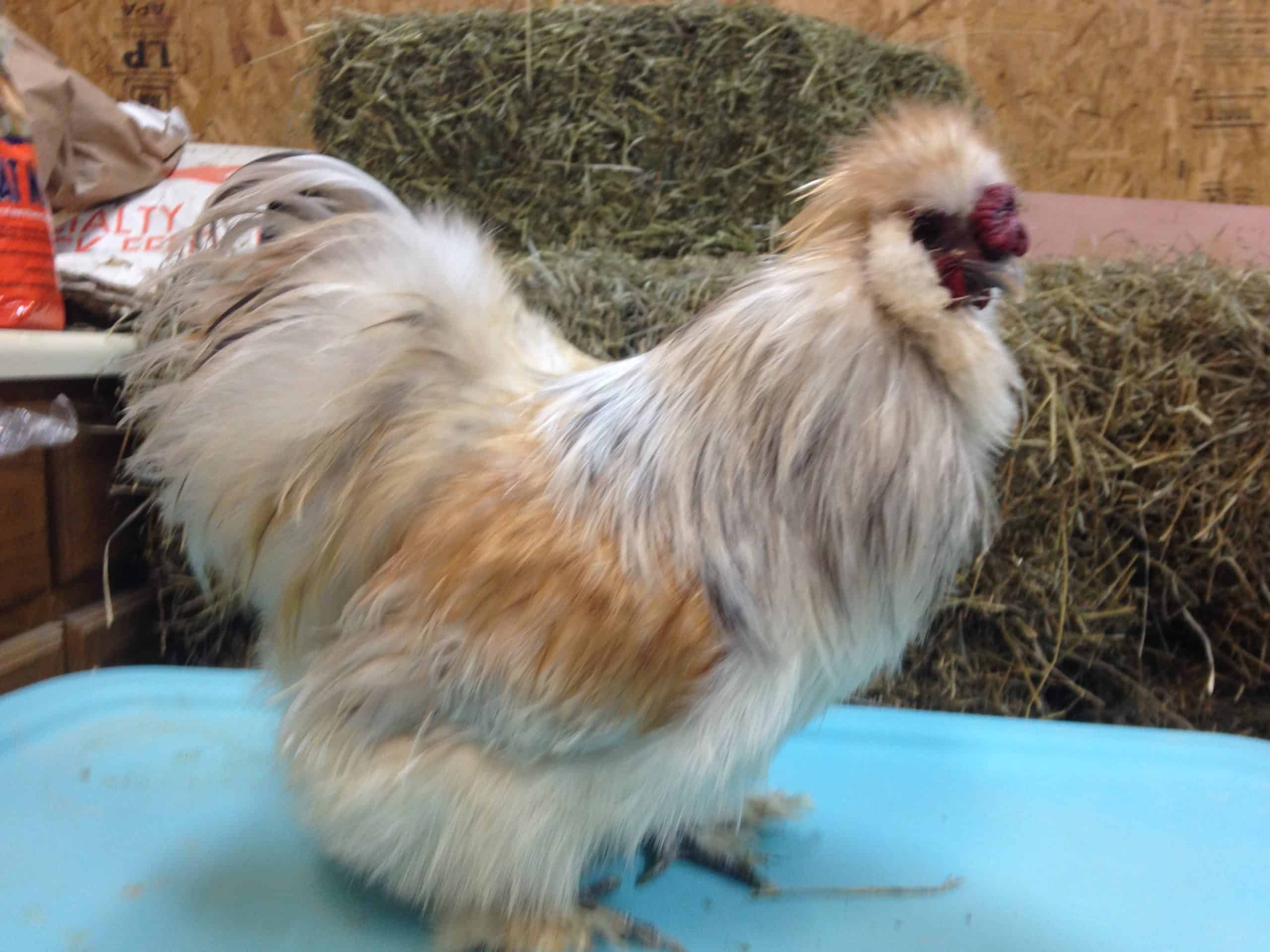 Porcelain (Blue Cream) Silkies | Mranimal Farm