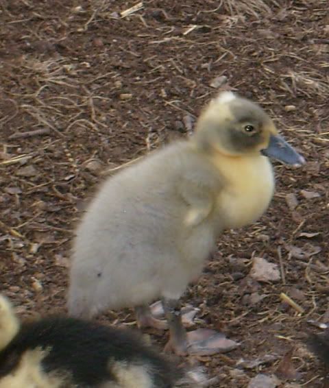 duckquestions015.jpg