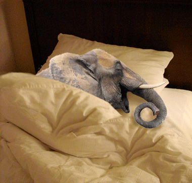 900x900px-LL-4dbda03c_funny_elephant_picture_3.gif