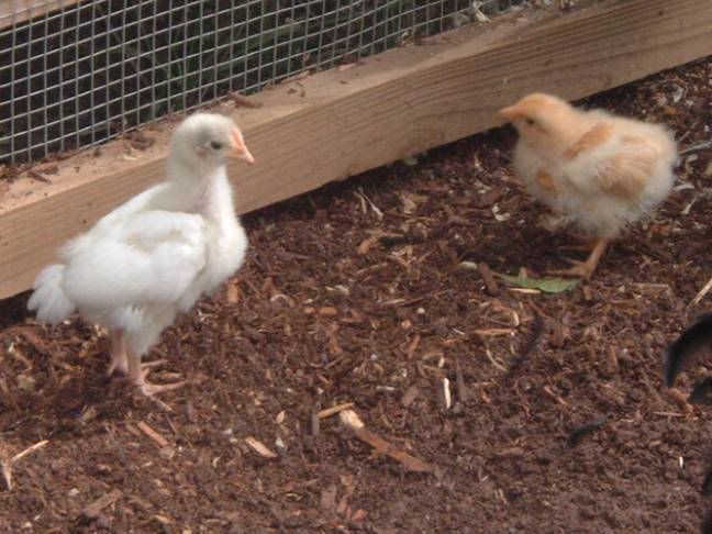 Orpingtonchicks14July08.jpg