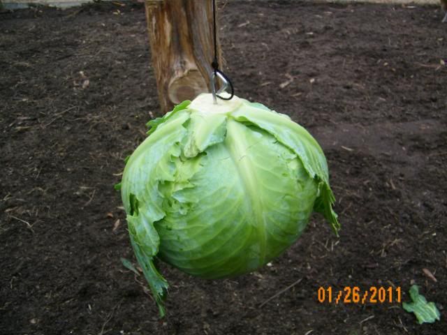 100_2829.jpg