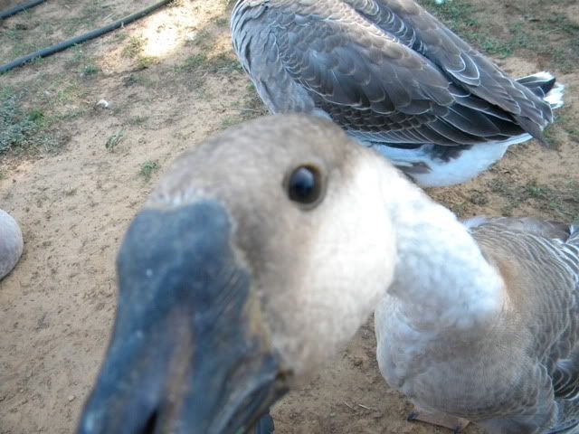DSCN0609.jpg