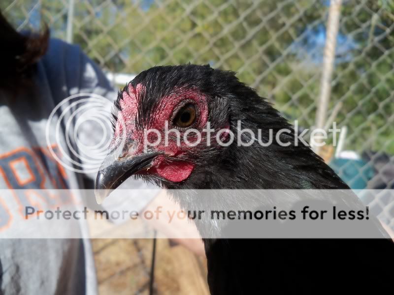 barnyard038.jpg