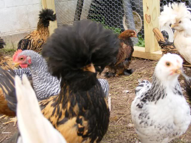 NewfuzzysandBantys021.jpg