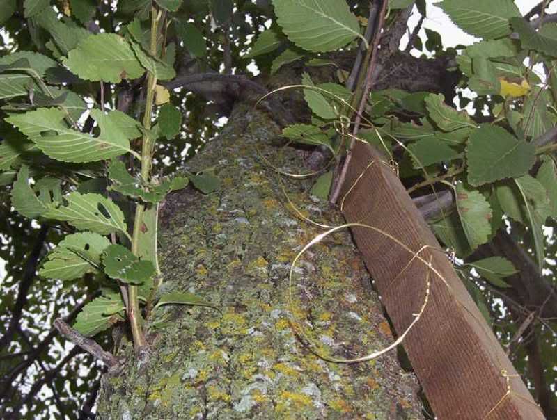 treesnare.jpg