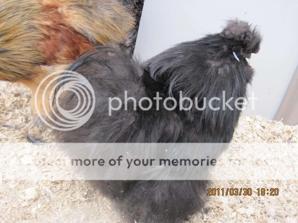 chickensatmoms064.jpg