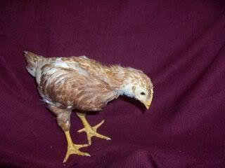 100_8789.jpg