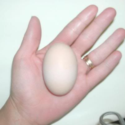 egg.jpg
