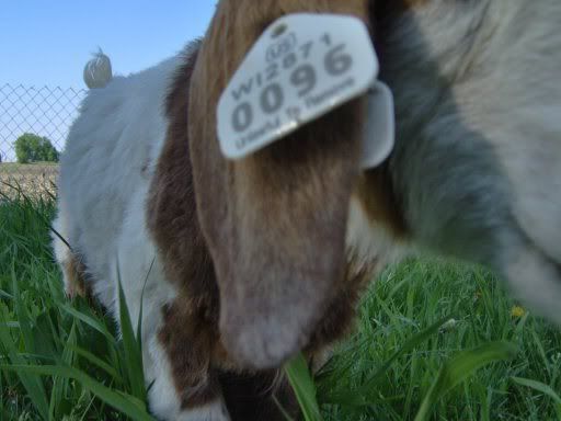 goatsandchickens10weeks020.jpg
