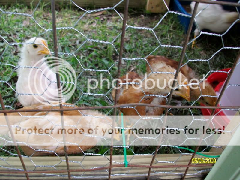 Chicksday25011.jpg