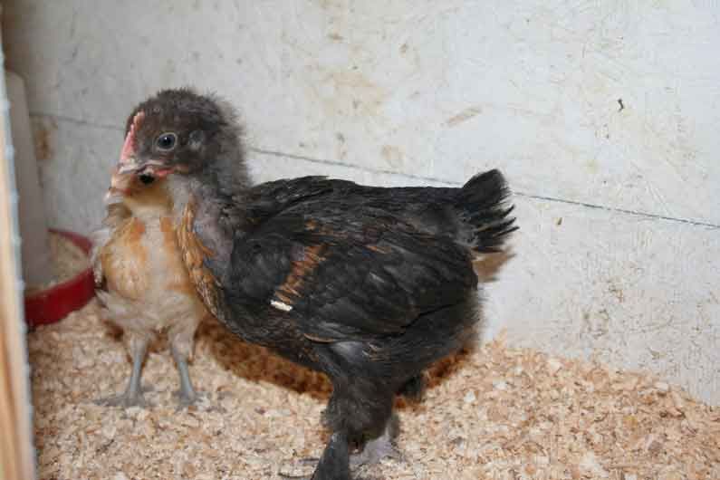 chicks2.jpg