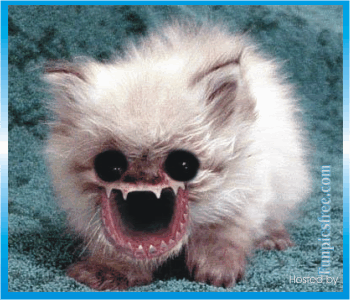 funny20crazy20cat.gif
