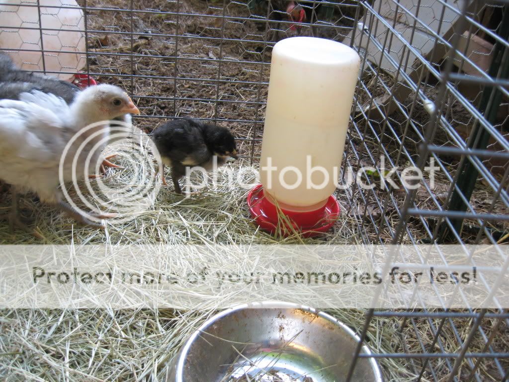 goatsandchickens036.jpg