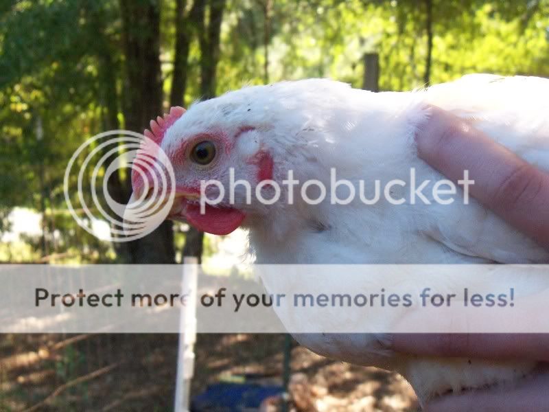 fairchickens027.jpg