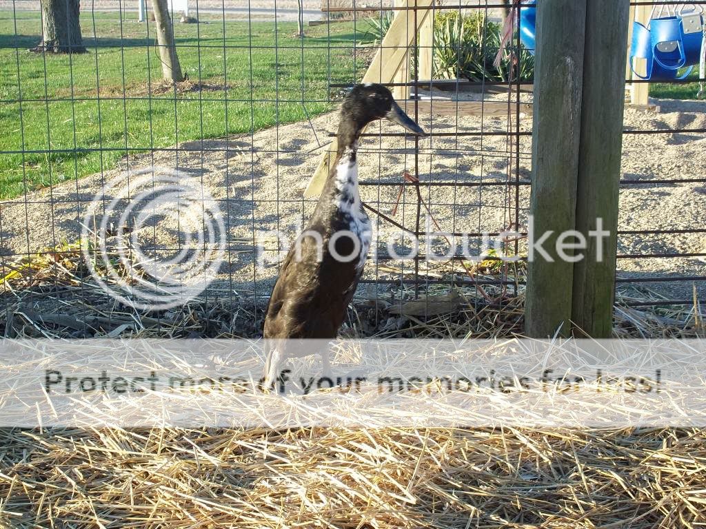 birdpictures052.jpg