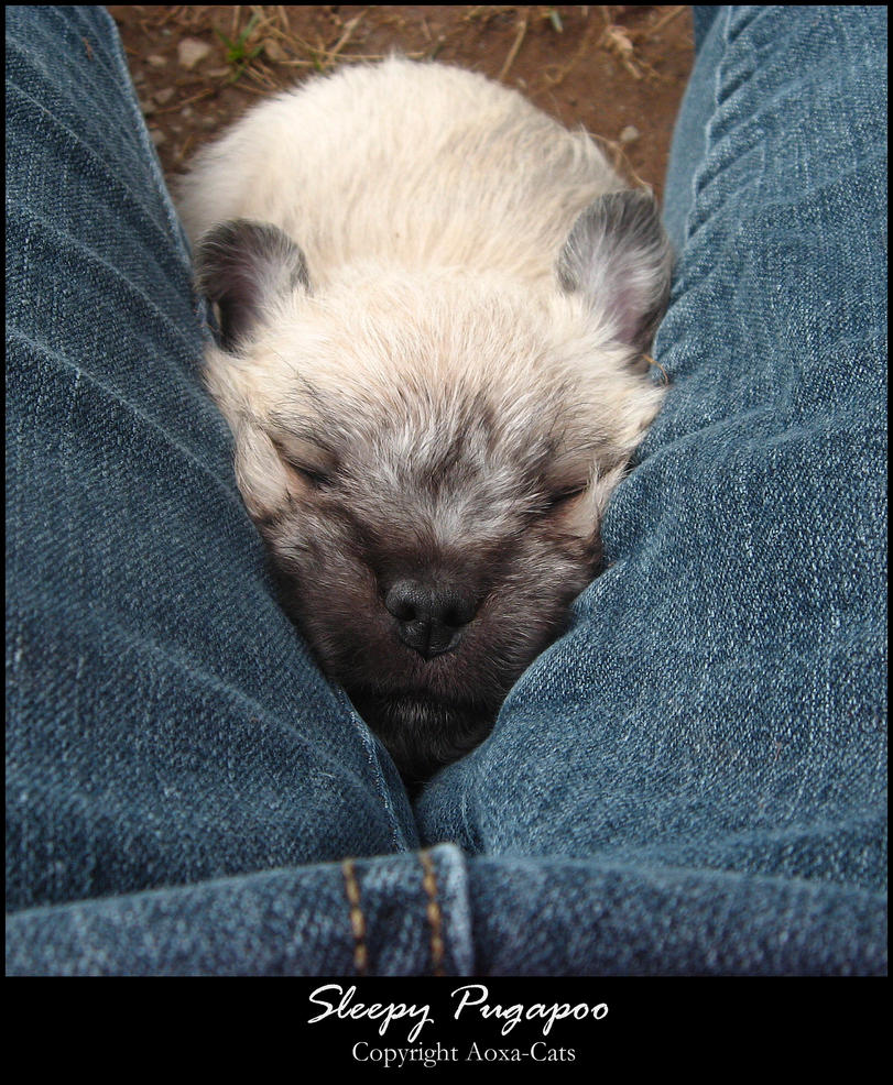 Sleepy_Pugapoo_by_Aoxa_Cats.jpg