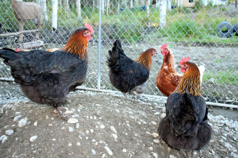 BCMPullets1and2and3.jpg