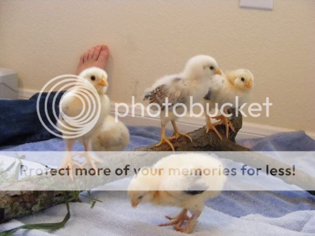 Chicks100709007.jpg
