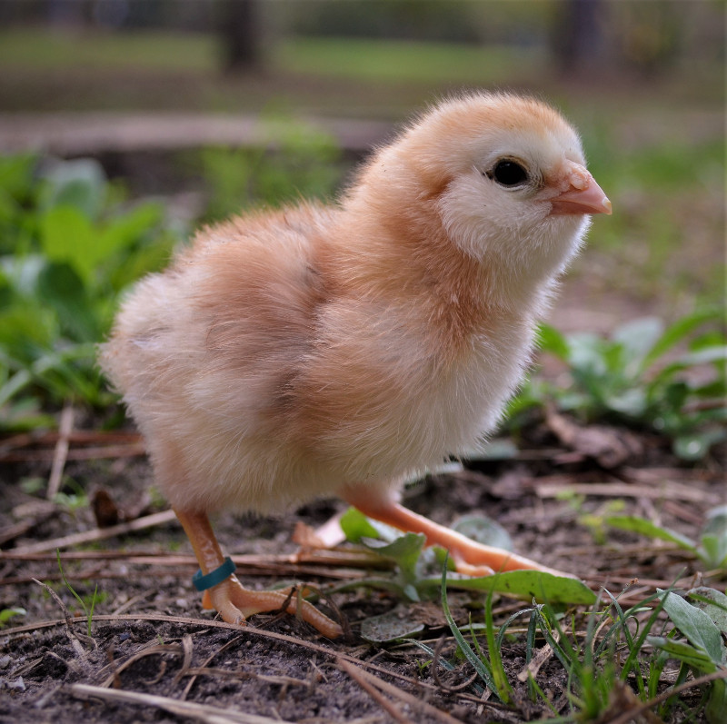 orloff%20chick2.JPG