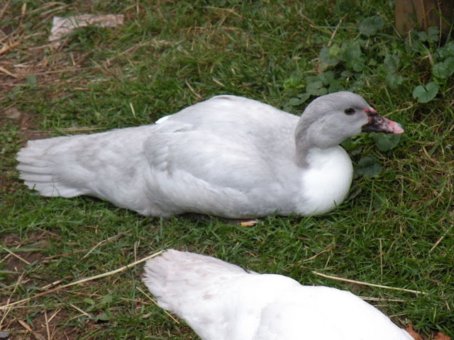 DSCN4591.JPG