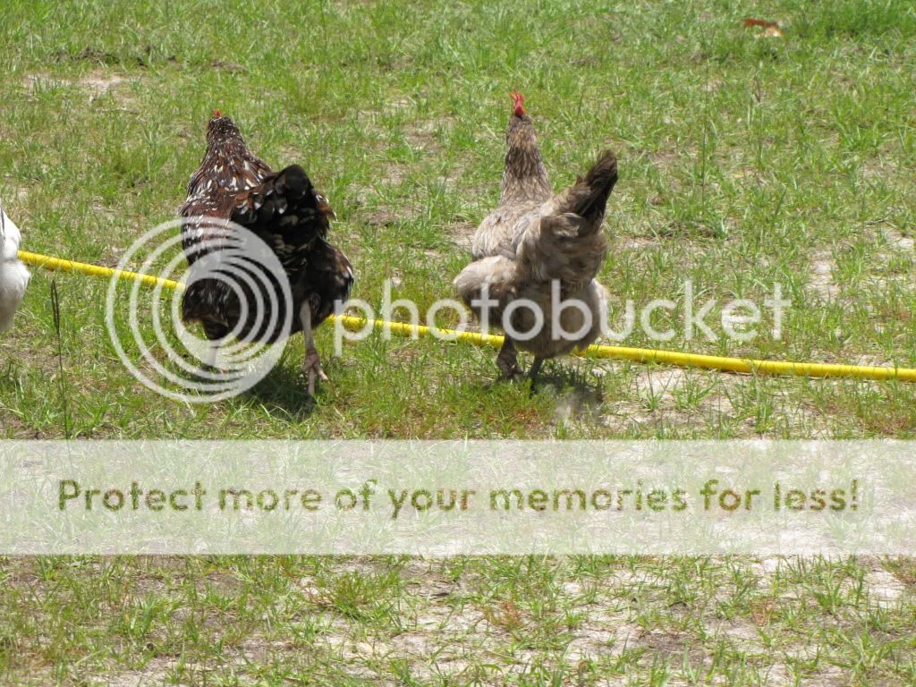 IMG_1984.jpg