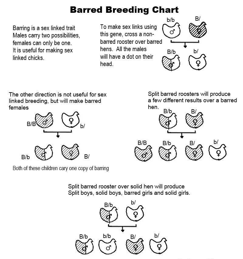 barred-breeding-chart-1.jpg