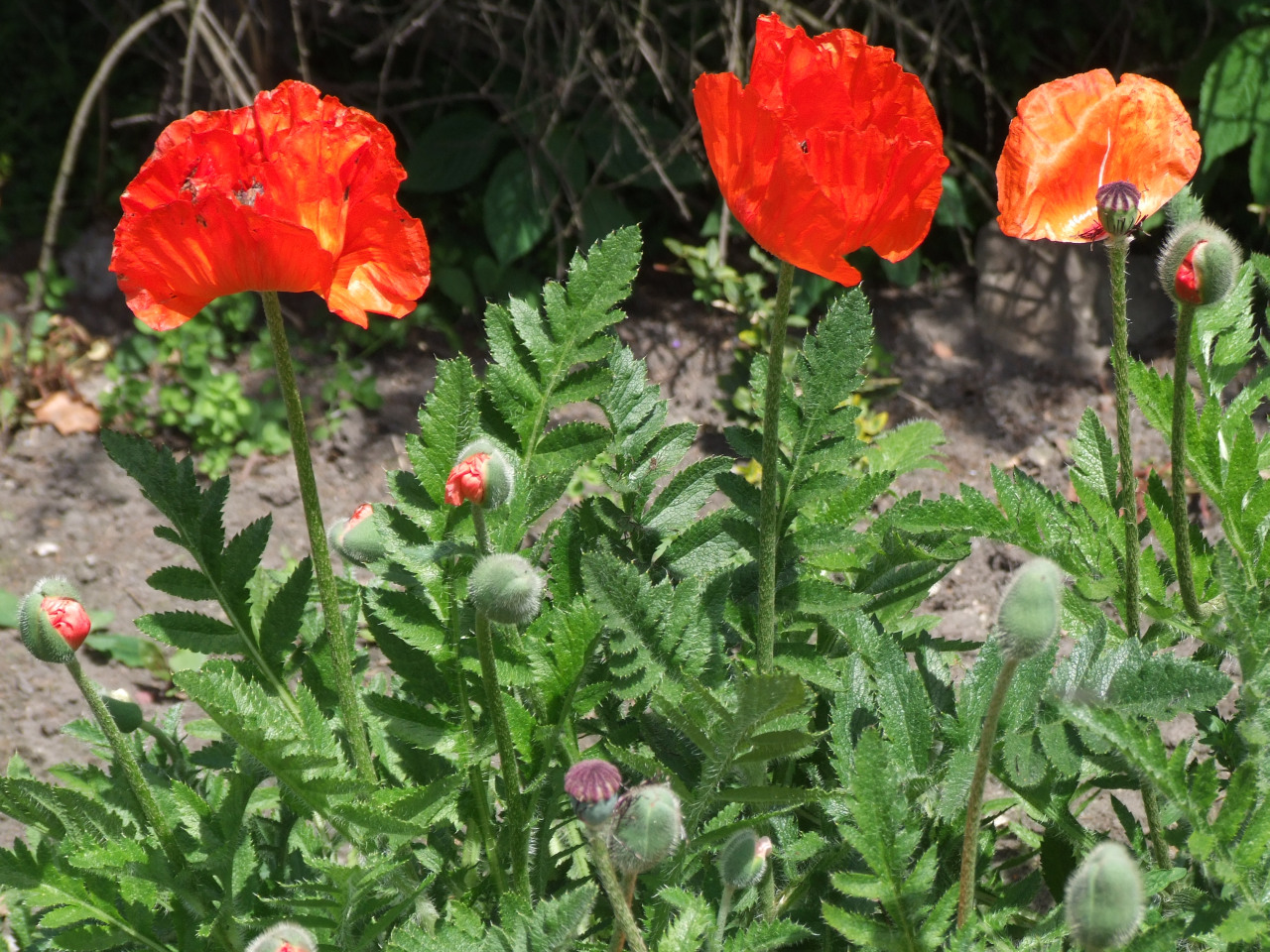 papaver_orientale_a1.jpg