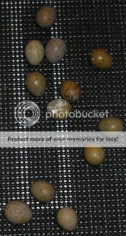 ButtonEggs12-22-09.jpg
