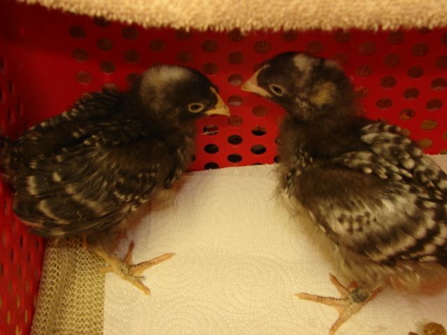 900x900px-LL-d257e456_DSC06068.jpeg