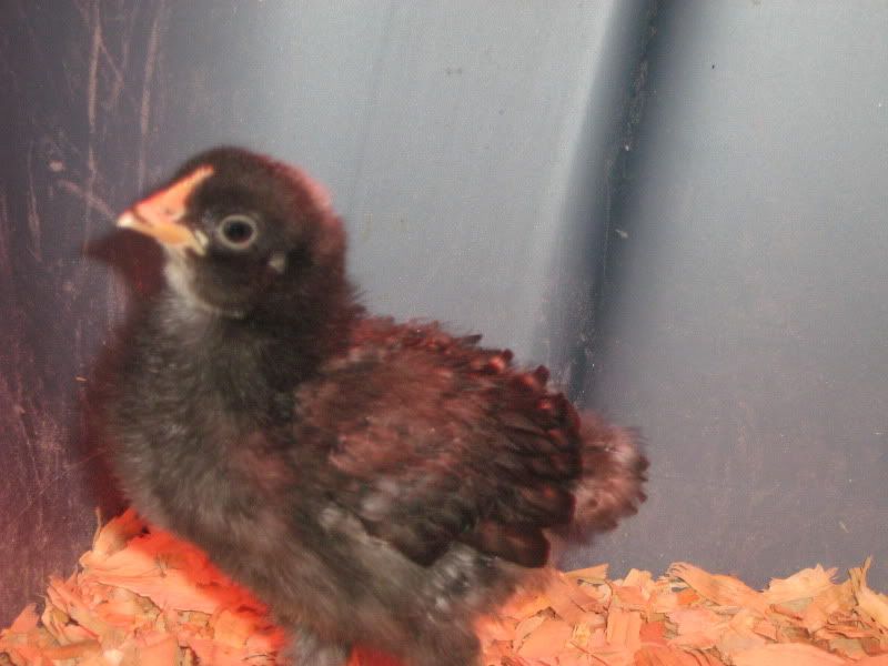 Chicks061.jpg