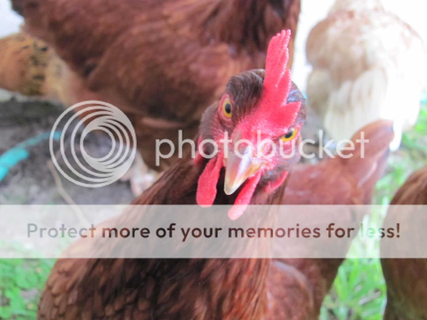 Chickenupdate035.jpg