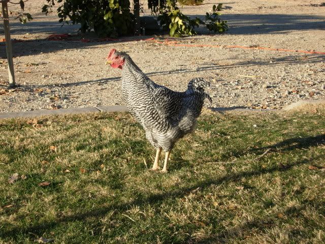 DSCN1188.jpg