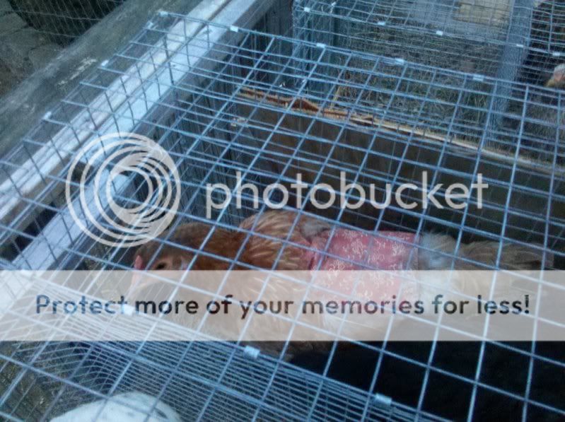 138047890_photobucket_2396_.jpg